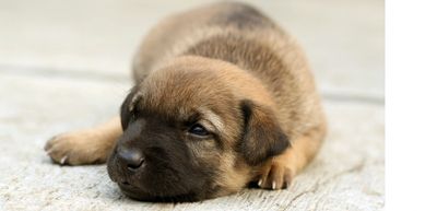  young puppy lying down