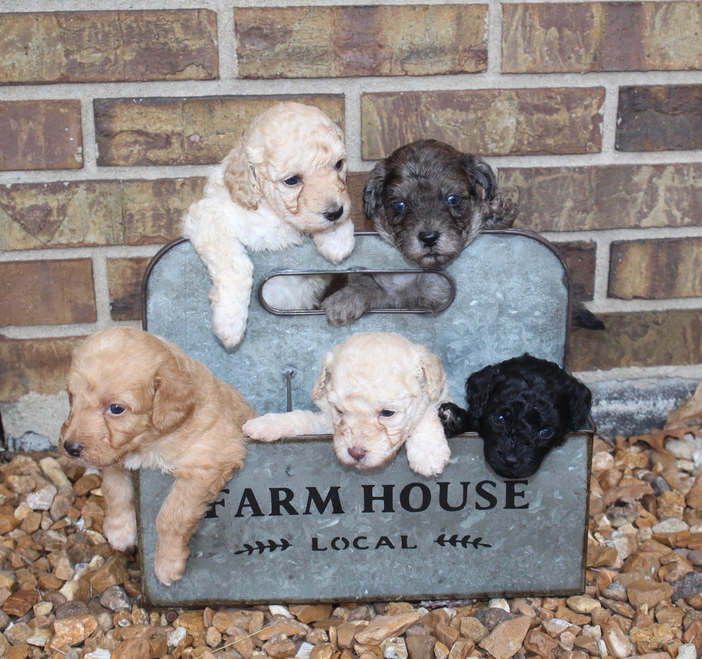 Available puppies | Inskeep&rsquo;s Precious Paws
