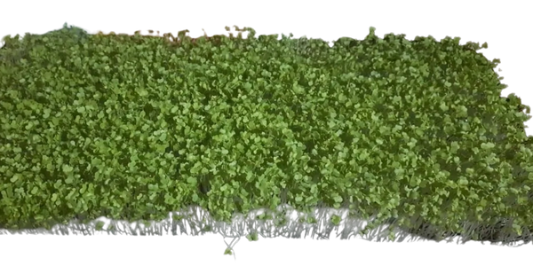 Microgreens