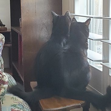 Carl and Hannah watch the bunny in the back yard.