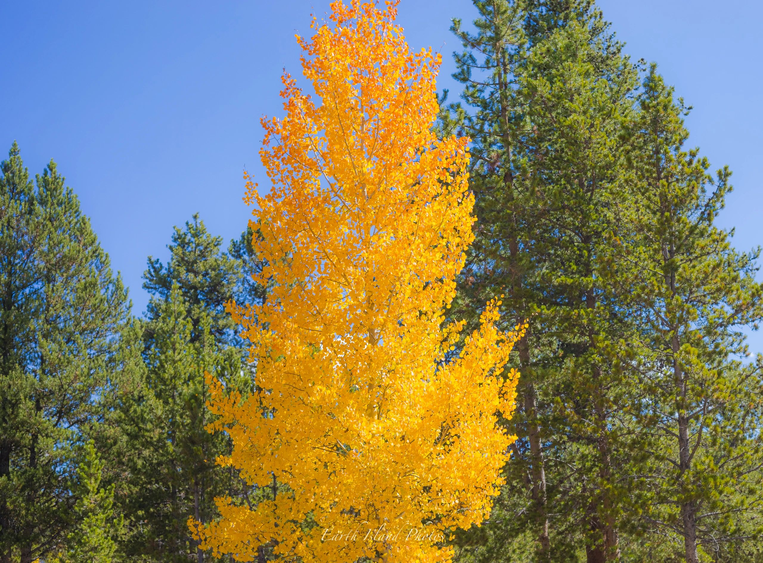 Aspen in Autumn