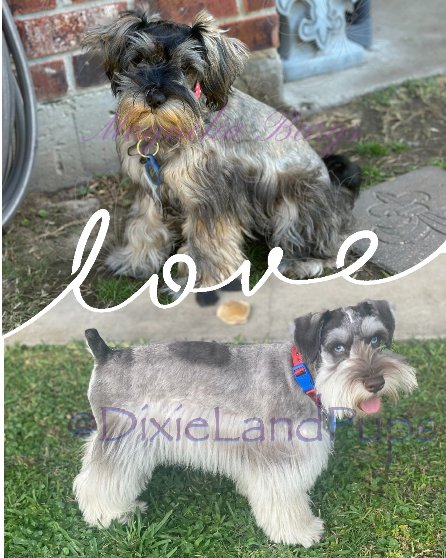 Two adorable Schnauzer dogs with different fur styles and expressive faces.