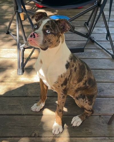 Blue-eyed brindle dog sitting on wooden deck.