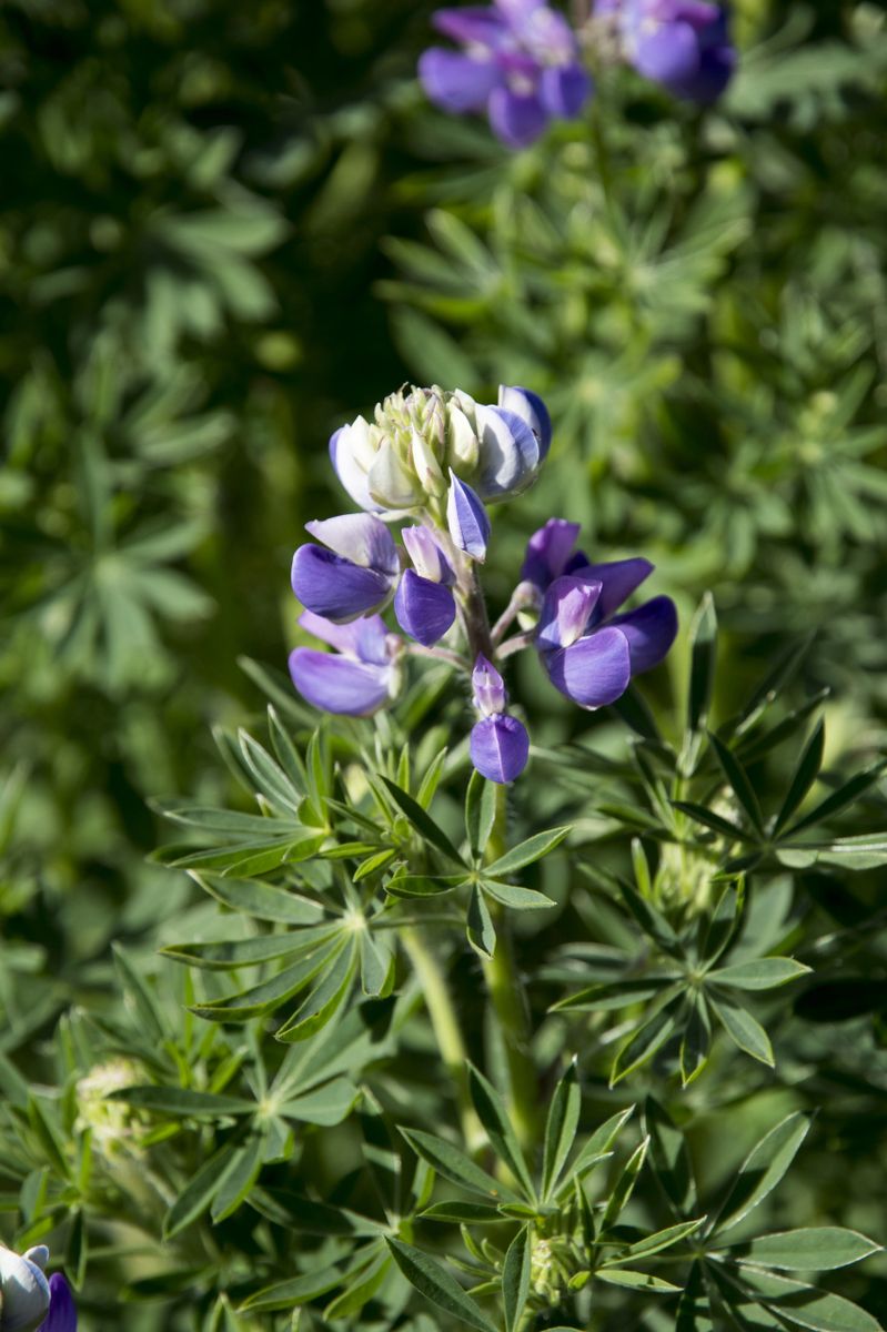 Lupinus rivularis River Lupine