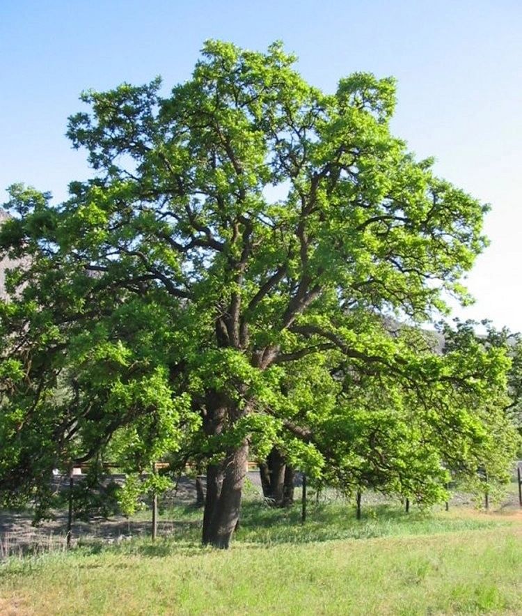 Quercus garryana- Oregon White Oak