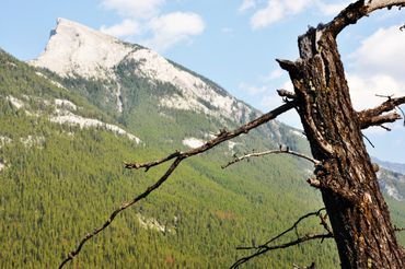 A rugged mountain with a dry tree branch in the foreground.