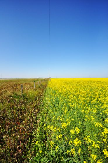 A field divided between green plants and vibrant yellow flowers under a clear blue sky.