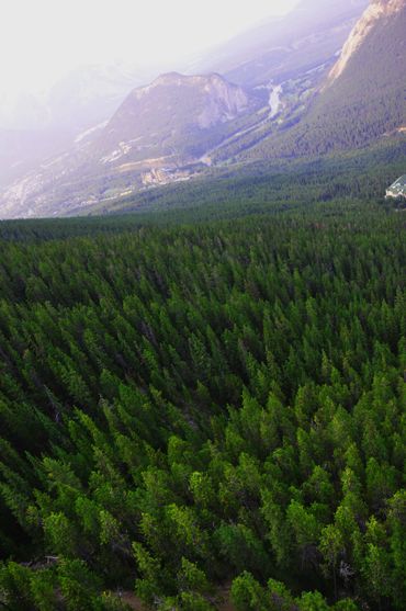 A vast forest with mountains and a river in the background.