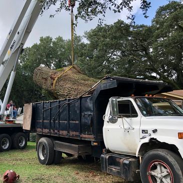 Tree Service,  Excavation, Erosion Control, Tree Trimming, Land Grading, Tree Removal, Pensacola