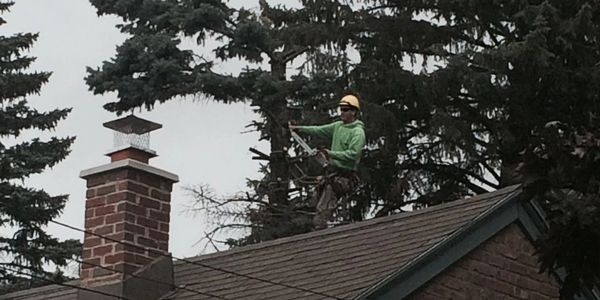 tree removal tree pruning tree service arborist with chainsaw