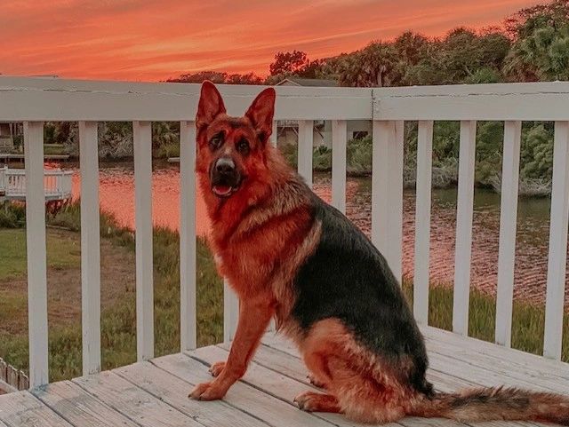 German Shepherd dog sitting on a wooden deck at sunset.