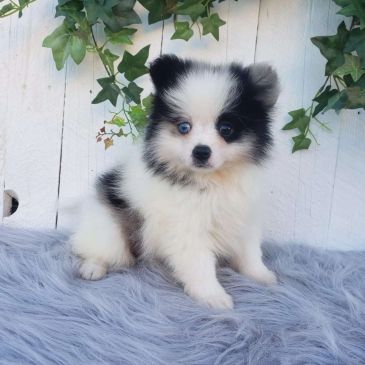Fluffy black and white puppy with blue eyes.