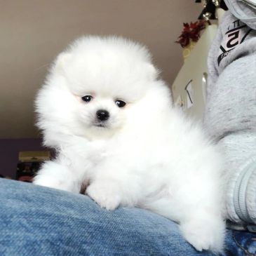 Fluffy white puppy sitting on someone's lap.