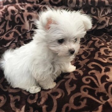 Fluffy white puppy sitting on patterned blanket.