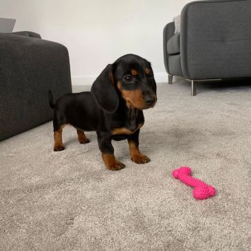 Dachshund puppy on carpet with pink bone toy.