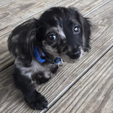 A small black and gray puppy with big eyes and a blue collar.