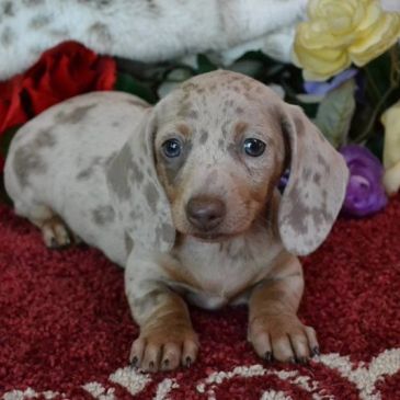 Cute spotted dachshund puppy lying on a red carpet.