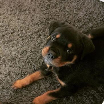 Adorable Rottweiler puppy lying on a carpet.