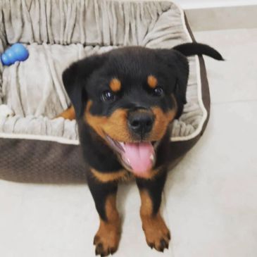 Happy Rottweiler puppy standing near dog bed.