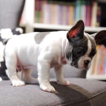 A small French Bulldog puppy standing on a gray couch.