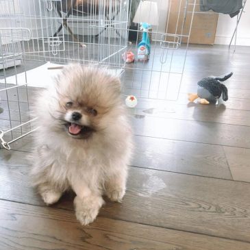 Fluffy Pomeranian puppy sitting happily on wooden floor.
