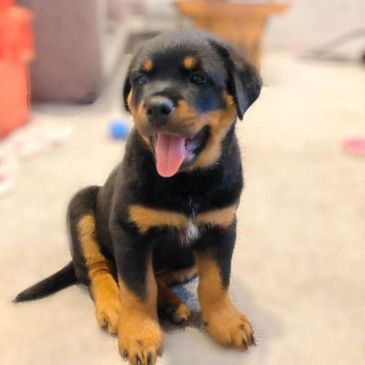 Adorable Rottweiler puppy sitting with tongue out.