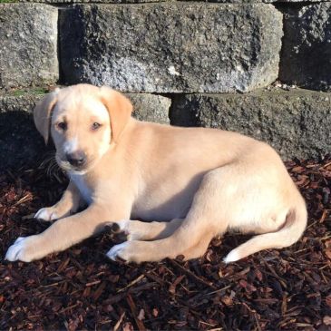 Light brown puppy lying on mulch outside.