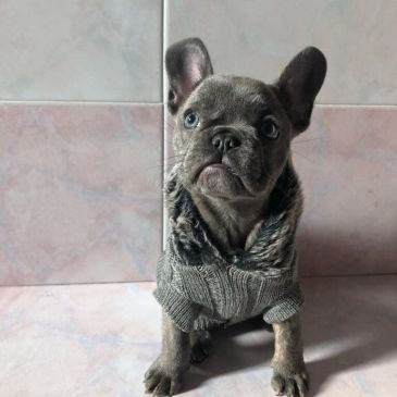 Small dog wearing a knitted sweater.