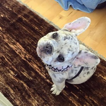 Cute French Bulldog puppy sitting on a brown rug.