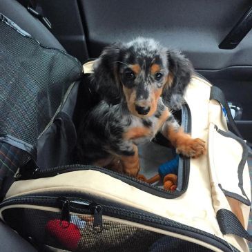 Adorable dachshund puppy in a pet carrier.