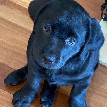 Cute black Labrador puppy sitting on a wooden floor.