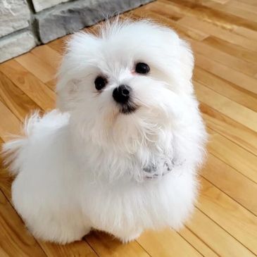 Fluffy white puppy sitting on a wooden floor.