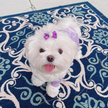 Small white dog with a purple bow and outfit on a blue patterned rug.