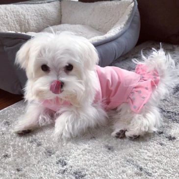 Small white dog in pink dress licking its nose.