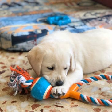 Cute puppy playing with a colorful rope toy.