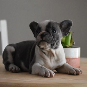 Cute French Bulldog puppy lying down.