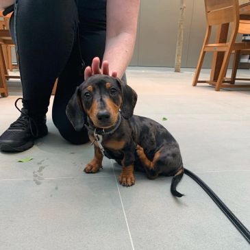 A cute dachshund puppy with a person.