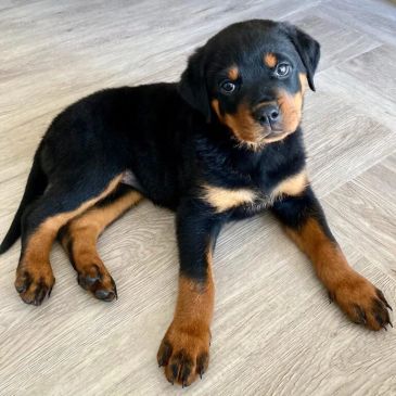 Adorable Rottweiler puppy lying on a wooden floor.
