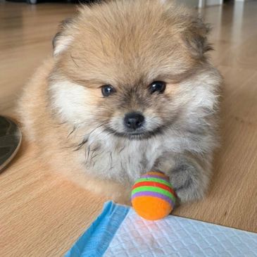 Fluffy puppy with colorful ball on wooden floor.