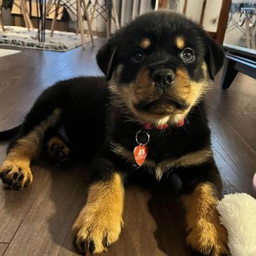 Adorable Rottweiler puppy lying on a wooden floor.