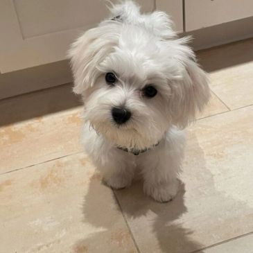 Small fluffy white puppy looking up.