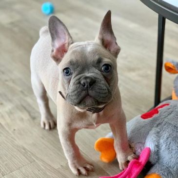 Cute French Bulldog puppy standing on wooden floor.