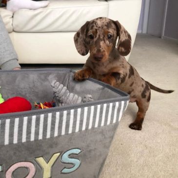 A cute dachshund puppy next to a toy basket.