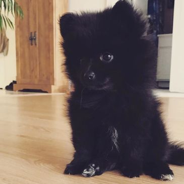 Cute black fluffy puppy sitting indoors.