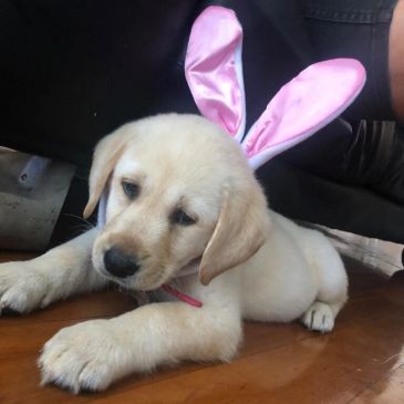 Puppy wearing pink bunny ears lying on the floor.