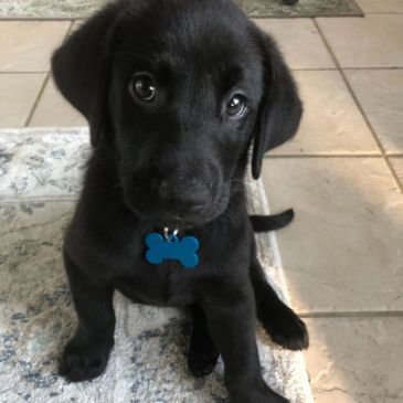 Adorable black Labrador puppy sitting on a carpet.