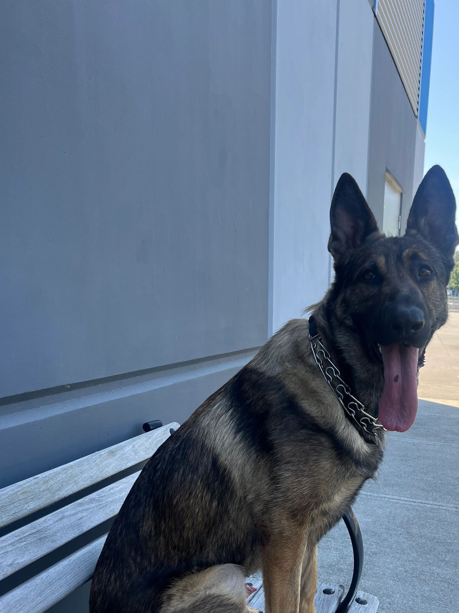 Pictured here is ACE who is a fully trained service dog 