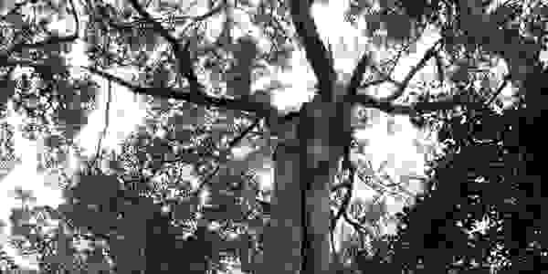 Giant Satinay tree at the Valley of the Giants, Fraser Island Great Walk. 