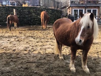 Photo of three horses from High Ridge Harmony Farm