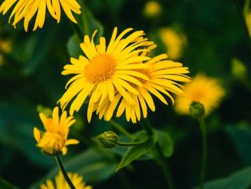 Bright yellow flowers in bloom.